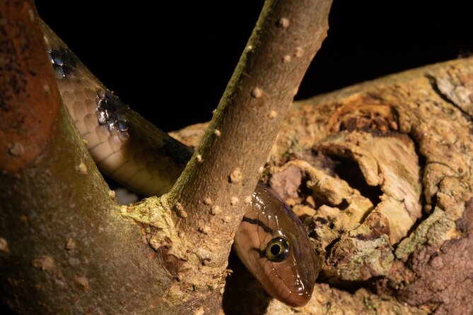 Sinharaja Rainforest Day Tour By Rainforest Expedition - Lunch, snacks, and rainforest comfort that actually helps