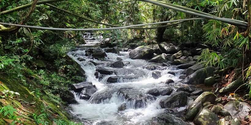 Sinharaja Rainforest Private & Customize Tour - The Guided Walk: Trees, Birds, Lizards, Snakes, and Chameleons
