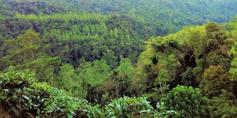 Sinharaja Rainforest Private & Customize Tour - Best-Fit Travelers and Practical Tips for Going In