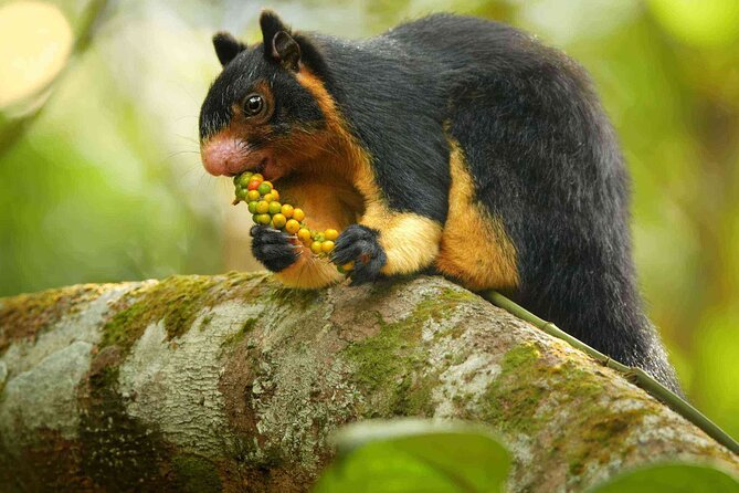 Sinharaja Rainforest Trekking Private Day Trip with Local Lunch - What you’ll actually see: biodiversity, wildlife chances, and timing
