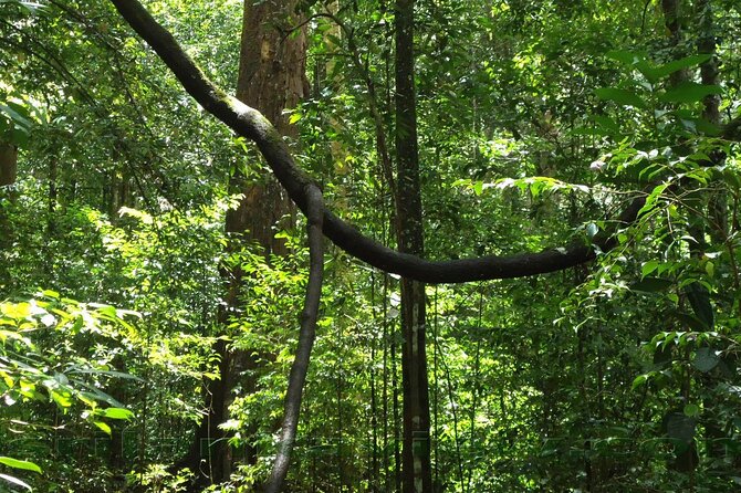 Sinharaja Rainforest Trekking Private Day Trip with Local Lunch - Leech socks: the comfort factor you’ll thank yourself for