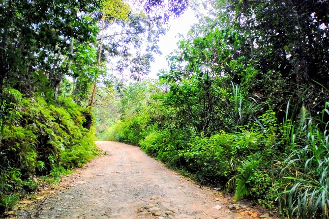 Sinharaja Rainforest & Udawalawe Safari - 2 Days, All Inclusive - Who this 2-day Sinharaja and Udawalawe tour fits best