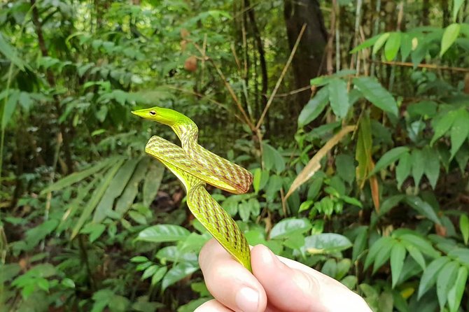 Sinharaja Short tour with 5 waterfalls tour or Adventure tour - Getting your waterfall time right: swimming and natural fish therapy