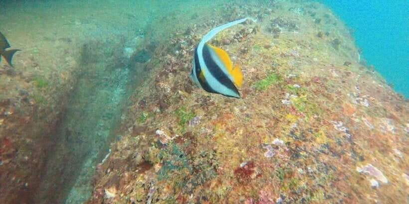 Snorkeling in Hikkaduwa - Kotapola and Hikkaduwa: pairing this with your beach day