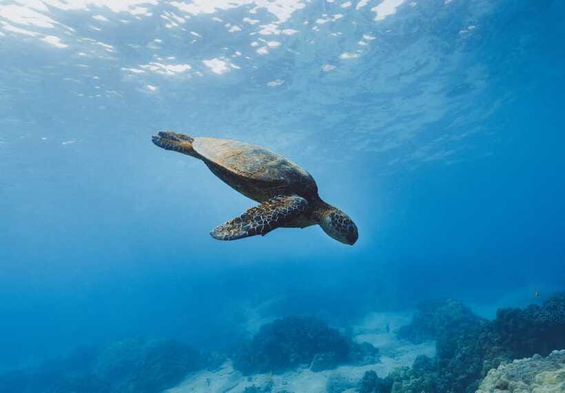Snorkeling in Unawatuna - Gear, safety gear, and the first-snorkel lesson