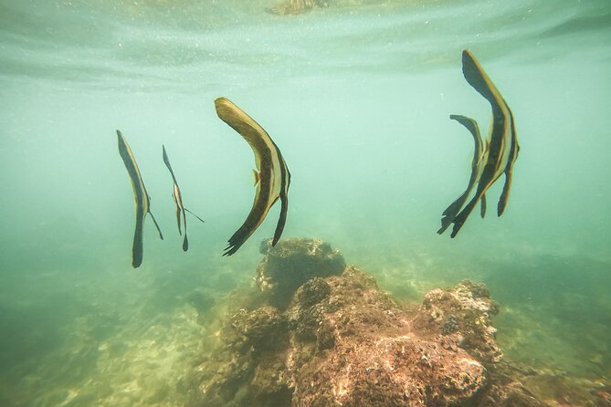 Snorkeling On Beautiful Rock Island - Unawatuna by Boat - What the guide does (and why it matters for beginners)