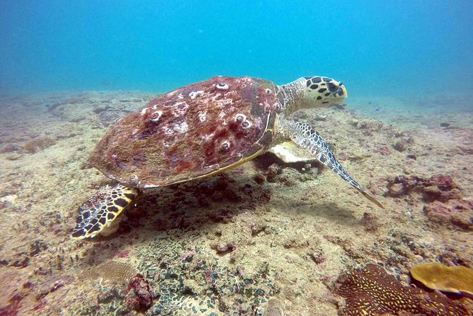 Snorkeling On Beautiful Rock Island - Unawatuna by Boat - Group size: small enough for attention, big enough for energy
