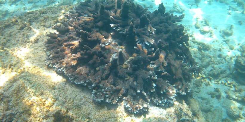 Snorkeling Trip from Polhena Beach, Matara, Sri Lanka - Should You Book? My Take for Polhena Beach Snorkeling