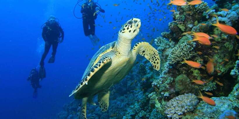 Snorkeling Trip from Polhena Beach, Matara, Sri Lanka - Snorkeling Comfort Tips That Make the Most of Your 1.5 Hours