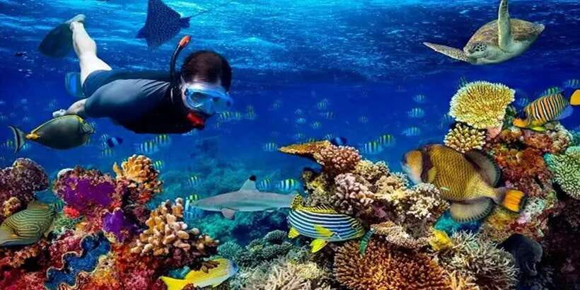Snorkeling Trip from Polhena Beach, Matara, Sri Lanka - A Quick Reality Check Before You Go