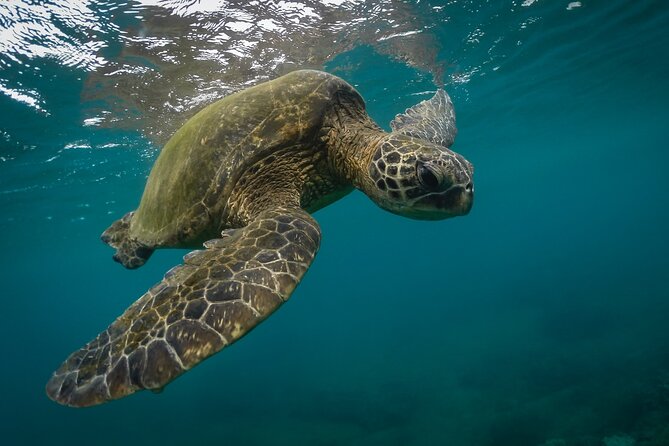 Snorkeling with Sea Turtles in Mirissa (Pickup and Drop included) - Key Points Worth Booking For