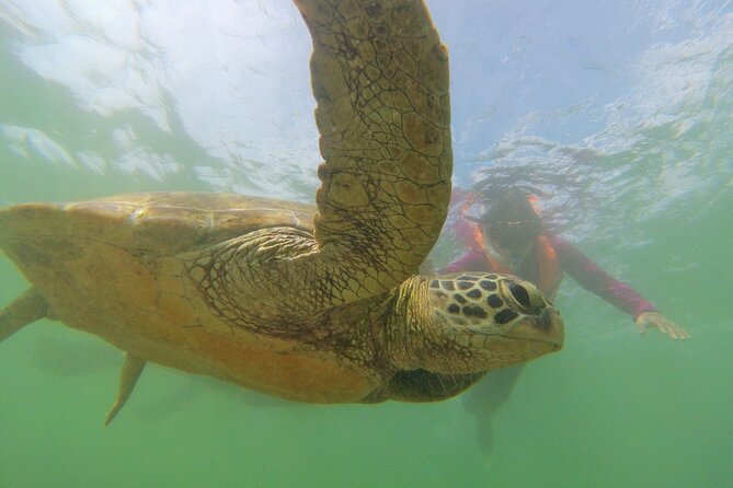 Snorkeling with Sea Turtles in Mirissa (Pickup and Drop included) - What You’re Paying For: Gear, Transfers, and Turtle-Focused Time