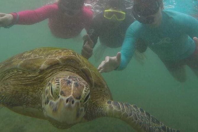 Snorkeling with Sea Turtles in Mirissa (Pickup and Drop included) - Small Group Size: Why Max 15 Matters Underwater