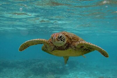 Snorkeling with Sea Turtles in Mirissa (Pickup and Drop included) - Pickup, Mobile Ticket, and a 7:30am Start