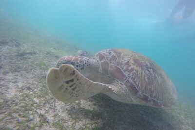 Snorkeling with Turtles in Mirissa - Parrot Rock: The Reef Area Your Guide Targets