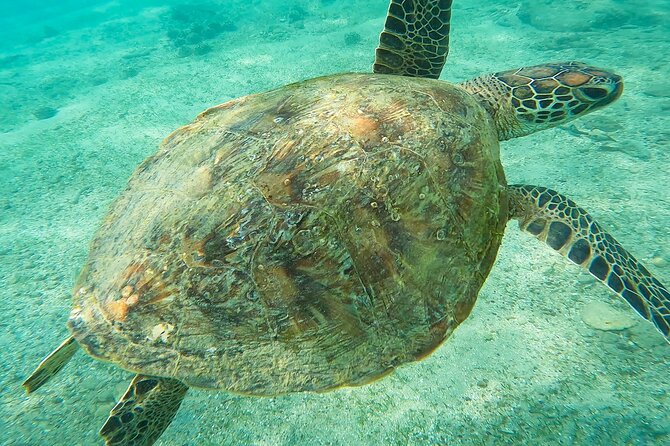 Snorkeling with Turtles in Mirissa - Briefing, Gear, and Safety: How the Guide Supports Different Swimmers