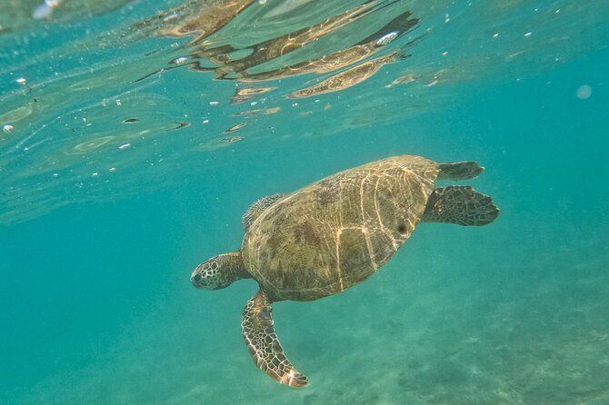 Snorkeling with Turtles in Mirissa - Underwater Photos and Videos: The Best “Souvenir” Money Can Buy