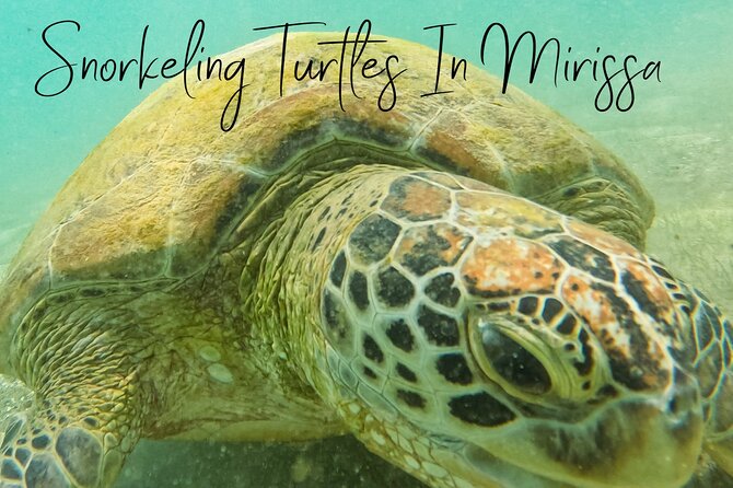 Snorkeling with Turtles in Mirissa - What You’ll See: Coral, Fish, and More Than Just Turtles