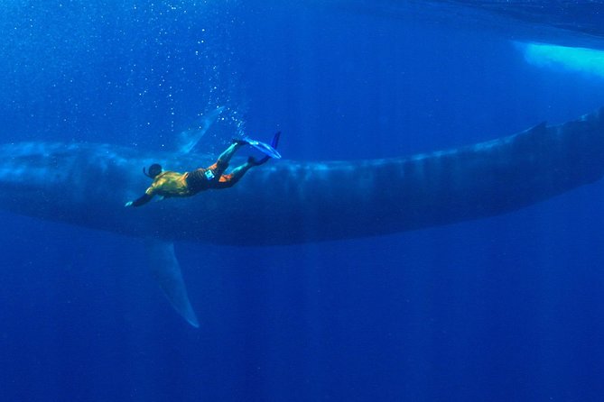 Snorkeling with Whales in Mirissa - Key Things You’ll Notice on This Mirissa Whale Snorkeling Trip