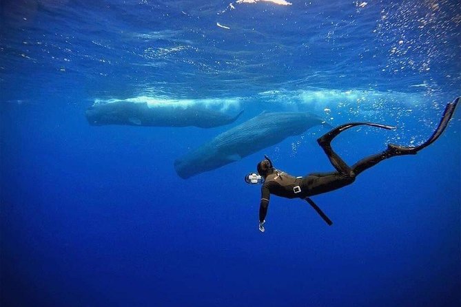 Snorkeling with Whales in Mirissa - Small Boat, Tight Control: What the Group Size Really Changes