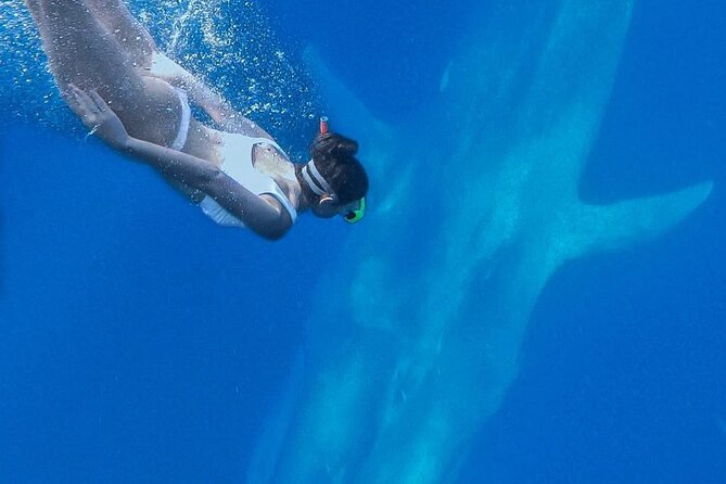Snorkeling with Whales in Mirissa - What Species You Might See Around Mirissa
