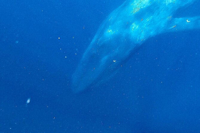 Snorkeling with Whales in Mirissa - Snorkeling Gear, Snacks, and Pickup: Small Details That Add Up