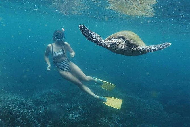 Snorkeling with Whales in Mirissa - When the Experience Works Best (And When It Might Not)