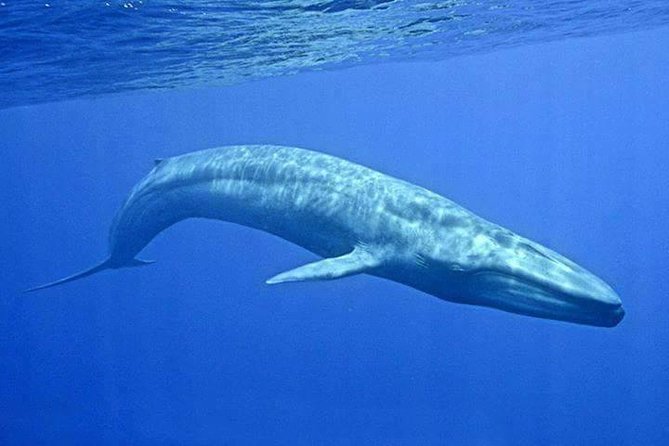 Snorkeling with Whales in Mirissa - How the 4-Hour Trip Flows (And Why It Can Feel Fast or Slow)