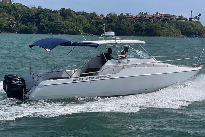 Sports Boat- Private Whale Watching Trip( free breakfast & paid pick-up) - Price and logistics: when $700 per group is good value