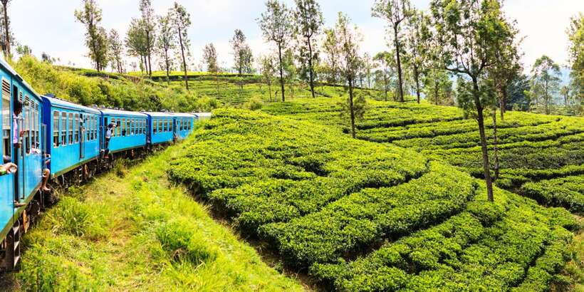 Sri Lanka: 2-Day wildlife tour; rainforest and National park - Key takeaways before you go