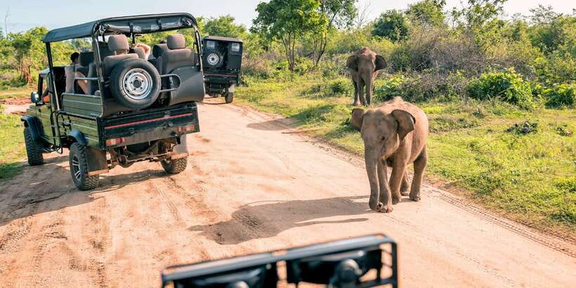 Sri Lanka: 2-Day wildlife tour; rainforest and National park - Udawalawe National Park safari: elephants and crocodiles with a jeep rhythm