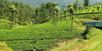 Sri Lanka: 2-Day wildlife tour; rainforest and National park - Sinharaja rainforest trek: birds, insects, and a guide who helps you see