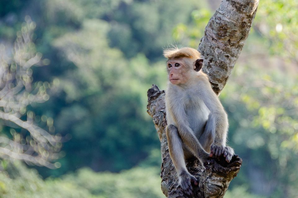Sri Lanka: 2-Day wildlife tour; rainforest and National park - Ella to Nuwara Eliya on the blue train: tea hills in slow motion