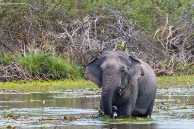 Sri Lanka: 3N4Day guided FULL TOUR with hotel accommodations - Sigiriya Gets the Big Role: Lion Rock, Dambulla Caves, and Village Life