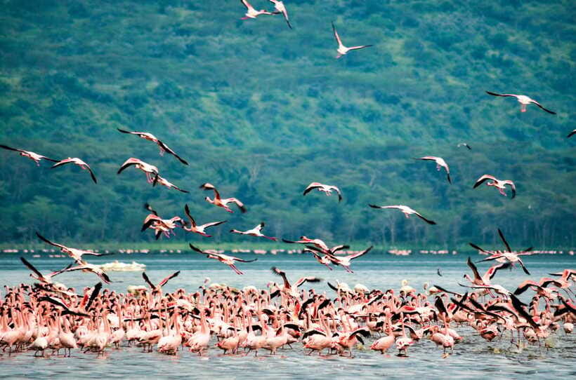 Sri Lanka 5-Day Private Country Side Tour Car, Hotels, Food - Day 4: Ella Rock, Mini Adams Peak, Nine Arch Bridge, then Udawalawe safari to Galle