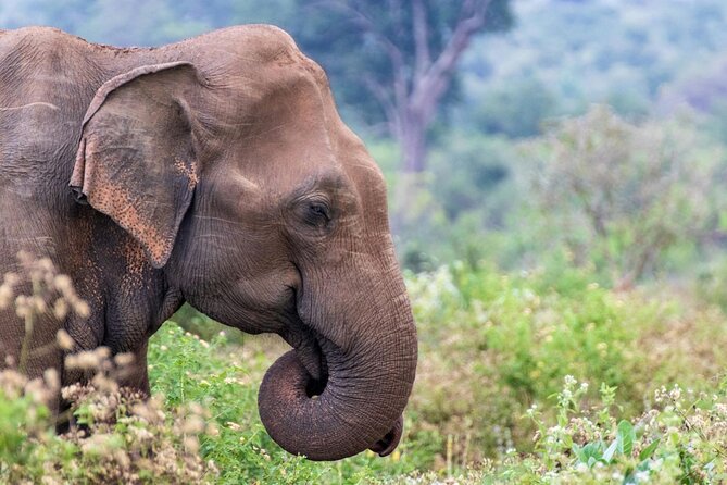 Sri Lanka 5 Day tour Best Nature and Culture include top hotels - Price and logistics: what $444 buys you (and what it doesn’t)