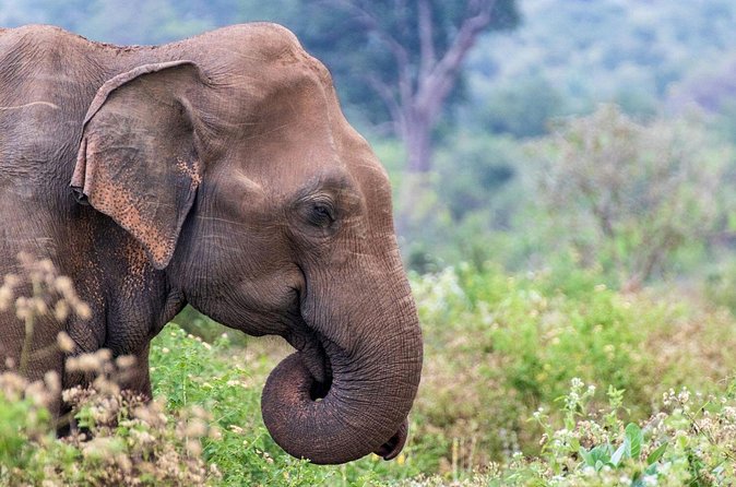 Sri Lanka 5 Day tour Best Nature and Culture include top hotels - Day 5: Little Adam’s Peak sunrise, Rawana Falls, Galle Fort, and Bentota mangroves