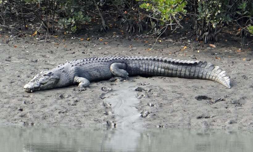 Sri Lanka Bentota: Private Mangrove Lagoon and River Cruise - Key Highlights You’ll Actually Care About