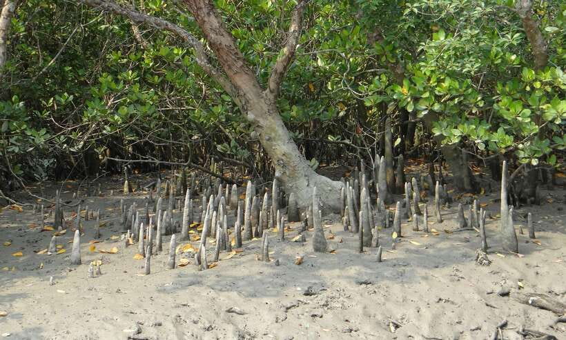 Sri Lanka Bentota: Private Mangrove Lagoon and River Cruise - Should You Book This Private Mangrove Lagoon and River Cruise?