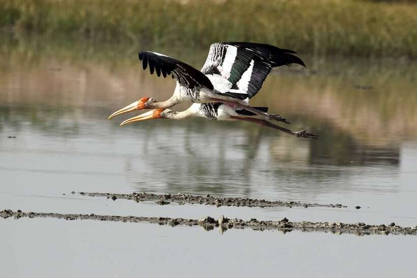 Sri Lanka Bentota: Private Mangrove Lagoon and River Cruise - Wildlife on the Water: Crocodiles, Monitors, Frogs, and More