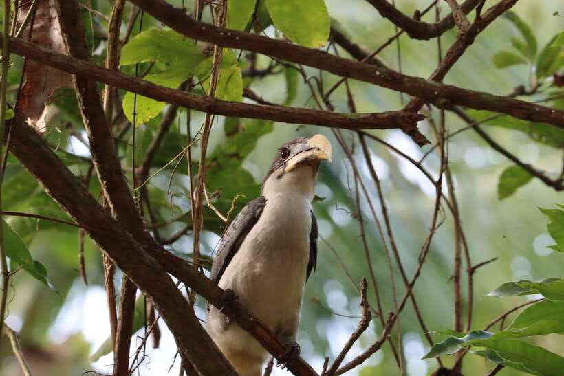 Sri Lanka Bentota: Private Mangrove Lagoon and River Cruise - Birdwatching From the Boat: Kingfishers, Cormorants, Eagles