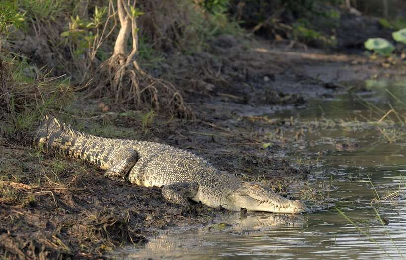 Sri Lanka Bentota: Private Mangrove Lagoon and River Cruise - How the 2-Hour Loop Works (and Why It Feels Just Right)