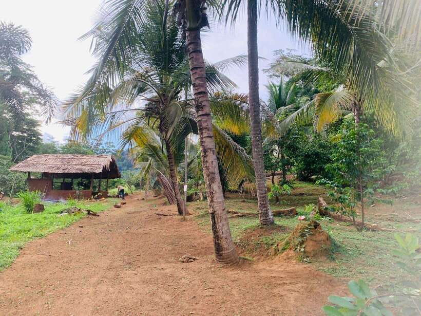 Sri Lanka: Ceylon Cinnamon Experience & Spice Garden Tour - Organic farming and seasonal harvesting (when available)