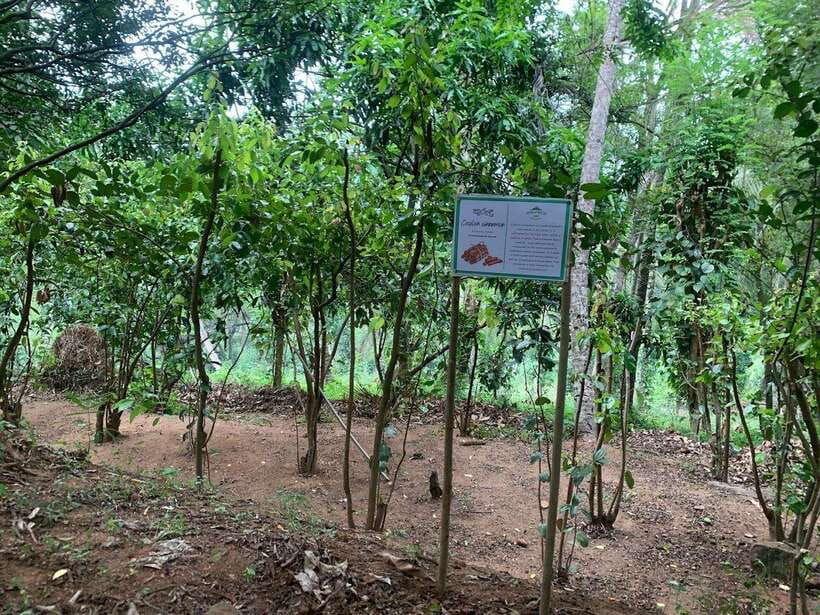 Sri Lanka: Ceylon Cinnamon Experience & Spice Garden Tour - Who this fits best (and who should skip)