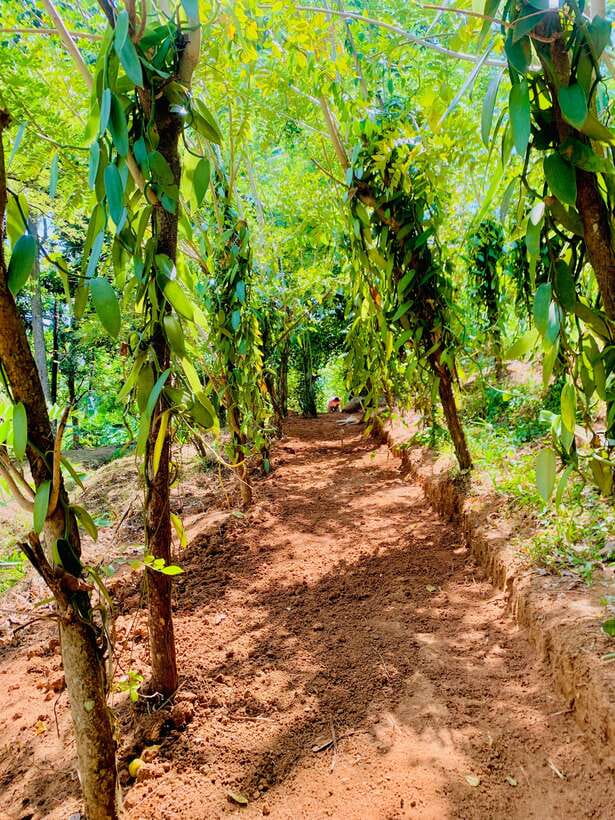 Sri Lanka: Ceylon Cinnamon Experience & Spice Garden Tour - Ceylon Cinnamon Experience: what you learn from peeling bark