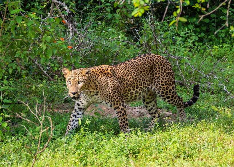 Sri Lanka Green Bless- 2-day Private Trip To Enjoy Nature - Price and Logistics: Where the Real Value Shows Up