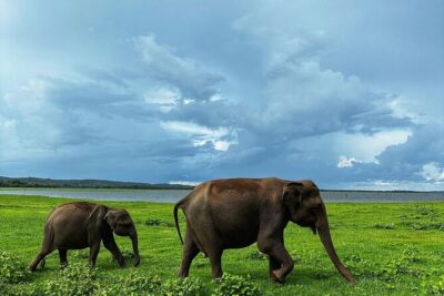 Sri Lanka Personal Tour Driver in private vehicle - The vehicle and comfort: what’s included (and why it matters)