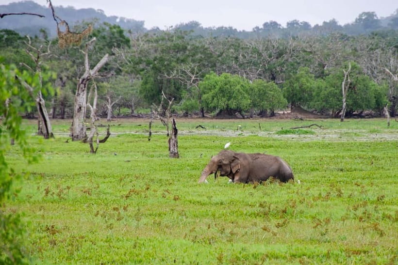 Sri Lanka Private 10-Day Round Tour Car, Guide, Hotels, Food - Tea country by Ramboda Falls and a tea factory