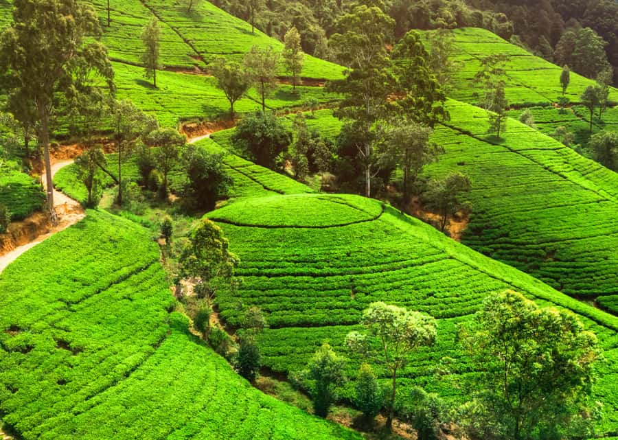 Sri Lanka Private 2-day Tour:Train Trip, Kandy, Nuwara Eliya - Day 2: Back through the misty hill roads to Nuwara Eliya