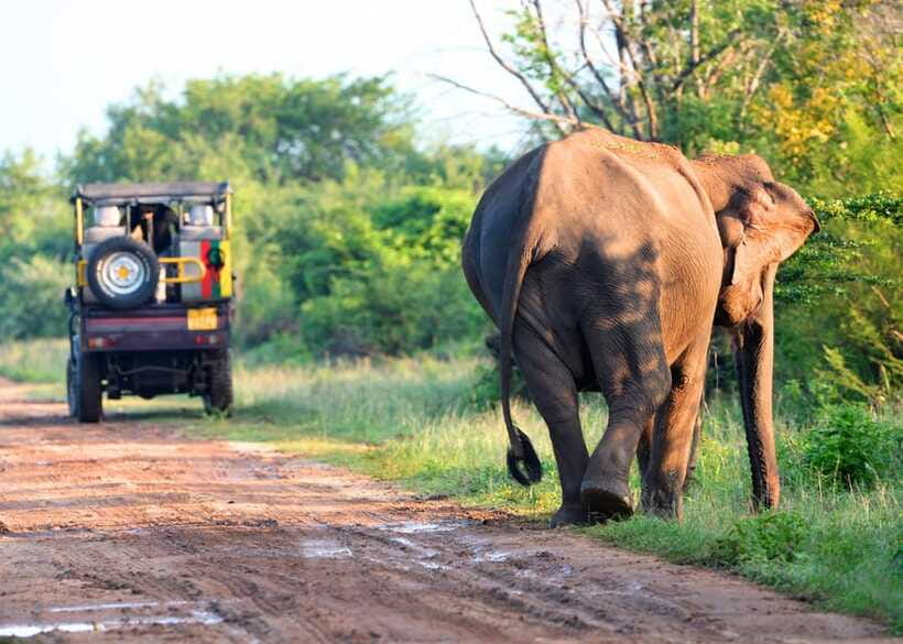 Sri Lanka Private 8-day Tour; Transport, Guide, Hotels, Food - Day 7: Yala safari, then down to the southwest coast via Galle, Mirissa, Hikkaduwa, and Bentota